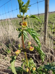 Scrophularia sambucifolia