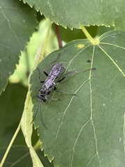 Pompiloidea