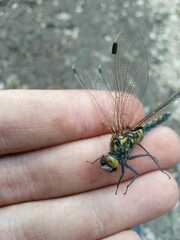 Leucorrhinia rubicunda