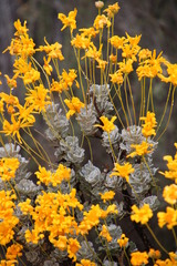 Euryops dregeanus