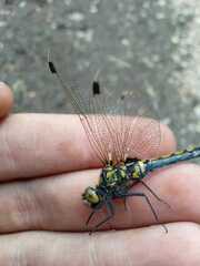 Leucorrhinia rubicunda