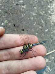 Leucorrhinia rubicunda