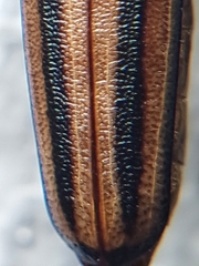 Xystrocera globosa