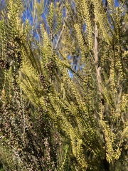 Erica scoparia