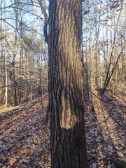 Liquidambar styraciflua