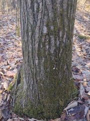 Liquidambar styraciflua