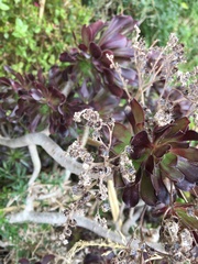 Aeonium