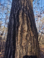 Liquidambar styraciflua