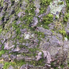 Punctelia jeckeri