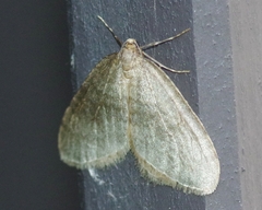 Operophtera