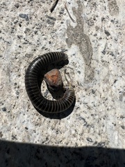 Anadenobolus monilicornis