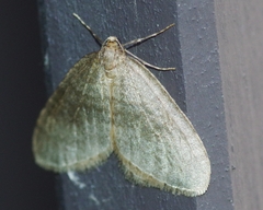 Operophtera