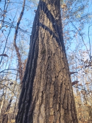 Liquidambar styraciflua