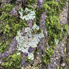Punctelia jeckeri