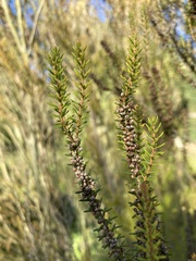 Erica scoparia