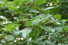 Premna serratifolia