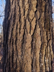 Liquidambar styraciflua