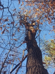 Liquidambar styraciflua