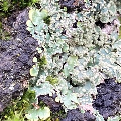 Punctelia jeckeri