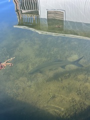 Megalops atlanticus