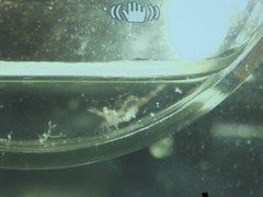 Hippolyte leptocerus