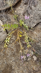 Alstroemeria violacea