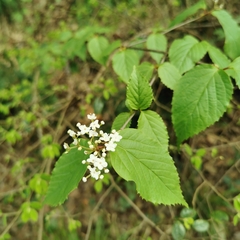Viburnum erosum