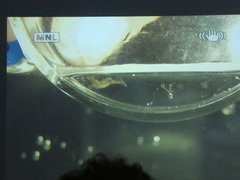 Hippolyte leptocerus