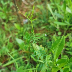 Vicia tetrasperma