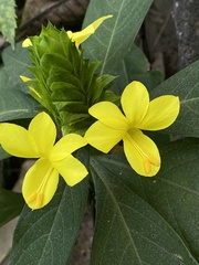 Barleria oenotheroides