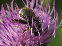 Eucera