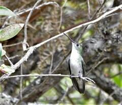 Elliotomyia chionogaster