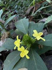 Barleria oenotheroides