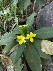 Barleria oenotheroides