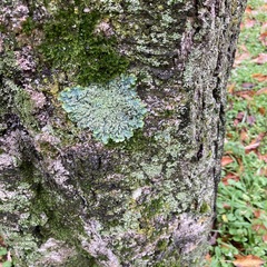 Punctelia jeckeri