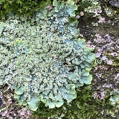 Punctelia jeckeri