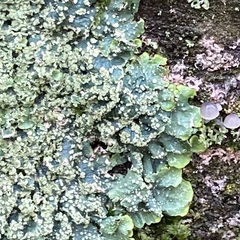 Punctelia jeckeri