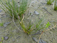 Plantago maritima juncoides