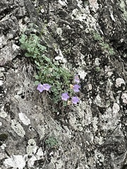 Campanula macrorhiza