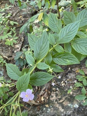 Heterocentron subtriplinervium