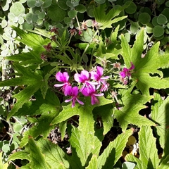 Pelargonium citronellum