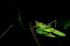 Melanophoxus brunneri