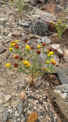 Helenium atacamense