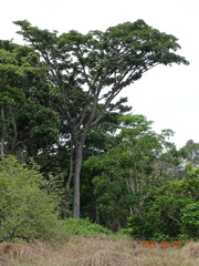 Milicia excelsa