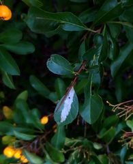 Phyllonorycter leucographella