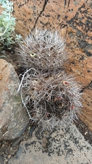Eriosyce confinis