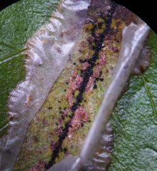 Phyllonorycter leucographella