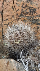 Eriosyce confinis