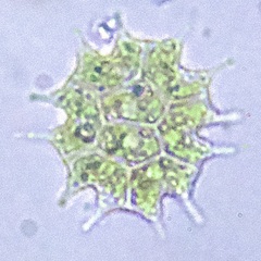 Pseudopediastrum boryanum
