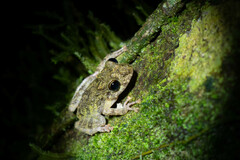 Pristimantis diadematus